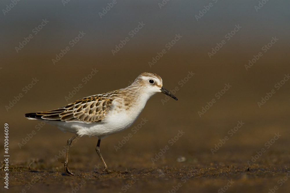 Bird Calidris minuta Little Stint small migratory bird, Poland Europe Bird Calidris minuta Little Stint small migratory bird, Poland Europe