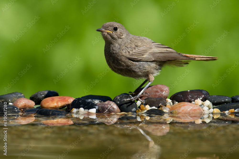 Bird female or young Black Redstart Phoenicurus ochruros small bird on green background Bird female or young Black Redstart Phoenicurus ochruros small bird on green background
