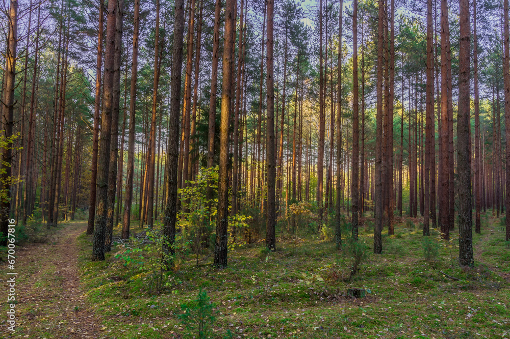 Misty autumn forest. autumn in misty forest. Morning fog in autumn forest Poland Europe, Knyszyn Primeval Forest, birch trees, spruce trees, pine trees Misty autumn forest. autumn in misty forest. Morning fog in autumn forest Poland Europe, Knyszyn Primeval Forest, birch trees, spruce trees, pine trees