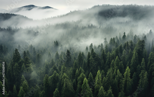 Pine forest in the mist on the mountain,created with Generative AI tecnology.