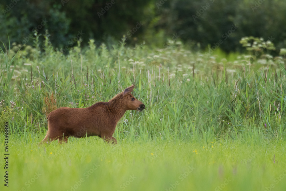 Mammals female Elk Moose ( Alces alces ) with cub North part of Poland, Europe