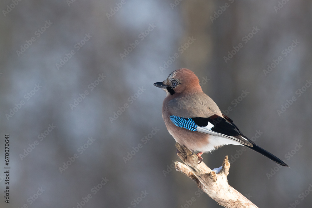 Bird Eurasian Jay Garrulus glandarius sitting on the branch Poland, Europe Bird Eurasian Jay Garrulus glandarius sitting on the branch Poland, Europe