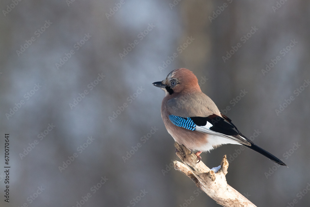 Bird Eurasian Jay Garrulus glandarius sitting on the branch Poland, Europe