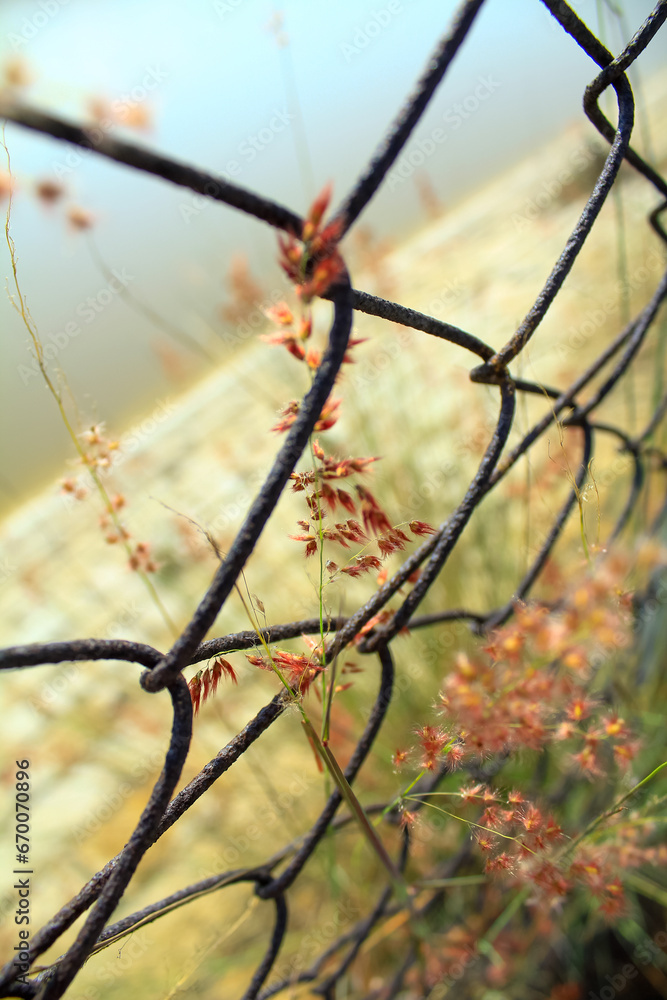 Close-up of the leaf on the fence. Countryside and nature scene. Plant concept