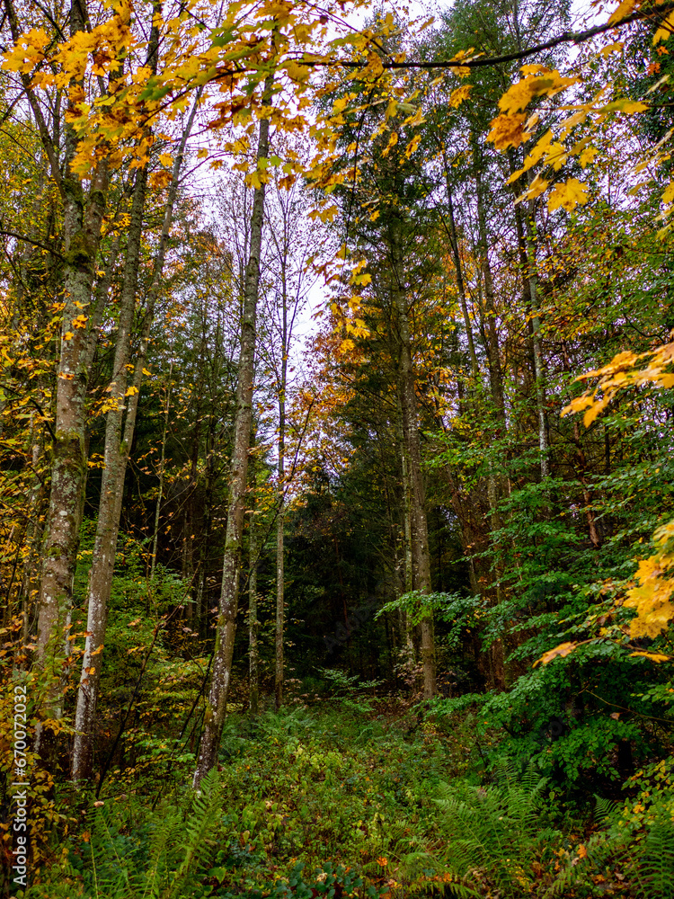 Fototapeta premium Waldweg im herbstlichen Wald