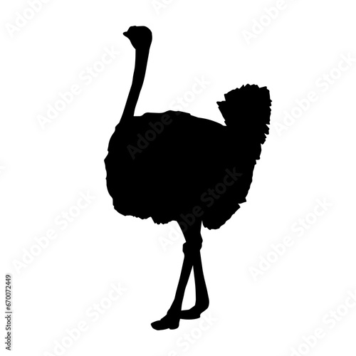 Silhouette of ostrich bird isolated on white background