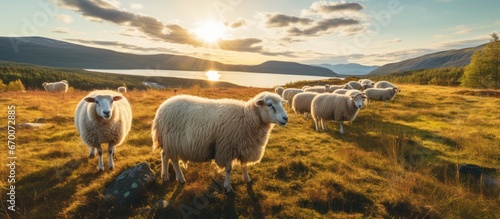 Norwegian livestock grazing at dusk in a meadow photo