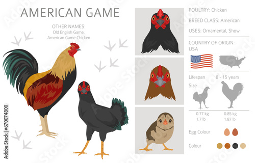 American Game Chicken breeds clipart. Poultry and farm animals. Different colors set
