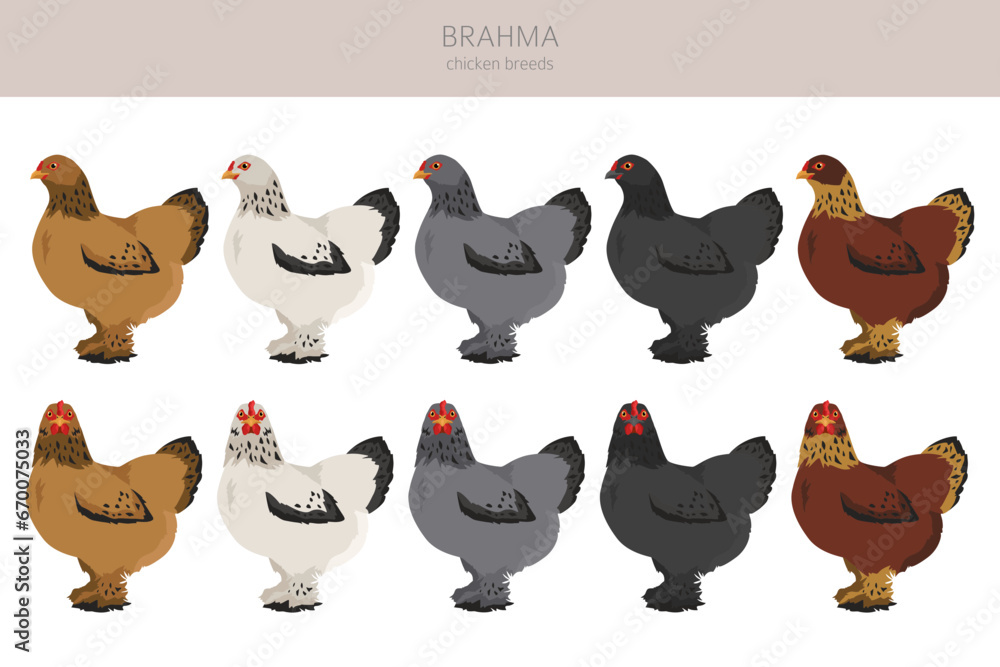 Brahma Chicken breeds clipart. Poultry and farm animals. Different ...