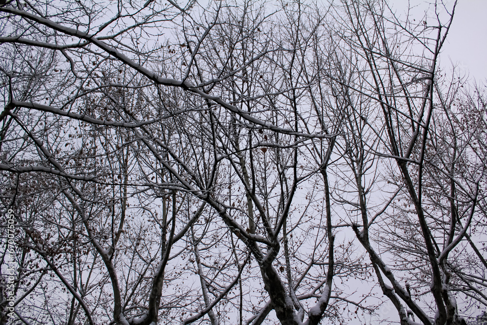 Low angle view of the bare trees in the winter. Tree trunk and nature scene. Low angle view of the bare trees in the winter. Tree trunk and nature scene.