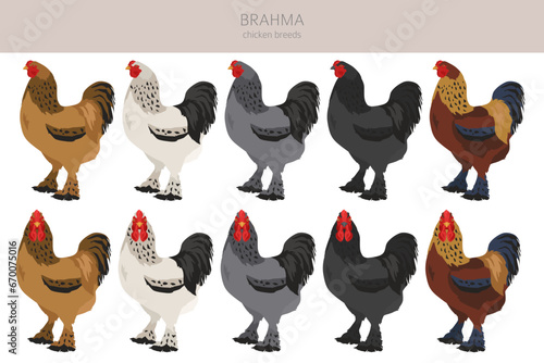 Brahma Chicken breeds clipart. Poultry and farm animals. Different colors set