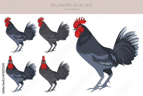 Delaware Blue Hen Chicken breeds clipart. Poultry and farm animals. Different colors set