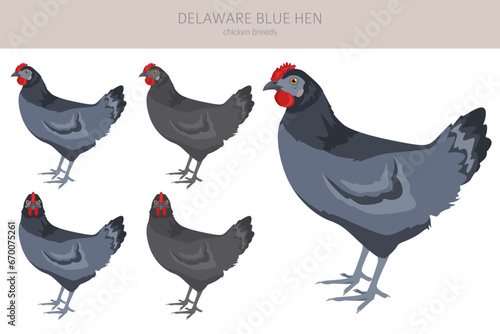 Delaware Blue Hen Chicken breeds clipart. Poultry and farm animals. Different colors set