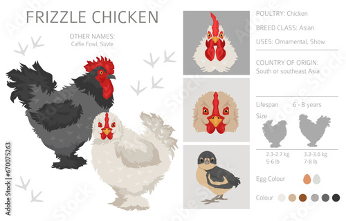 Frizzle Chicken breeds clipart. Poultry and farm animals. Different colors set