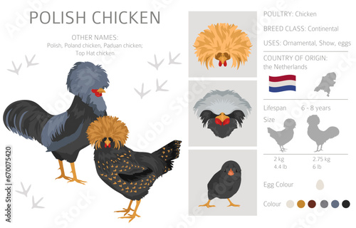 Polish Chicken breeds clipart. Poultry and farm animals. Different colors set