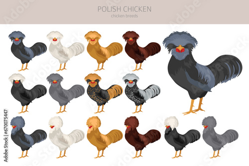 Polish Chicken breeds clipart. Poultry and farm animals. Different colors set
