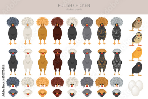 Polish Chicken breeds clipart. Poultry and farm animals. Different colors set