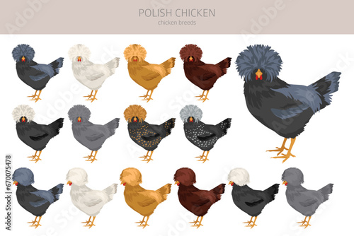 Polish Chicken breeds clipart. Poultry and farm animals. Different colors set