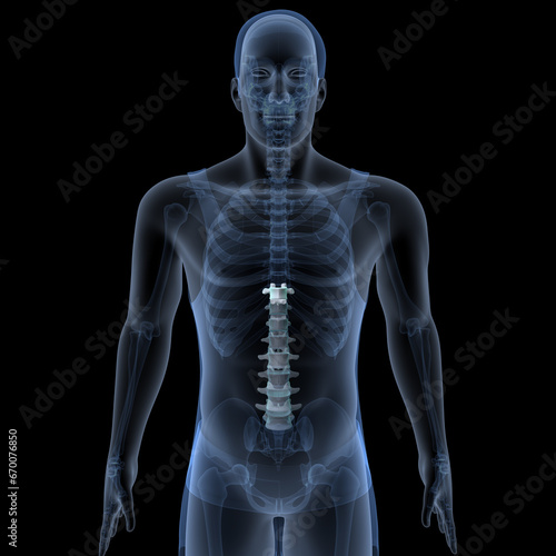 male skeleton ribs,sacrum,lumbar vertebrae,scapula and sternum anatomy. 3d illustration