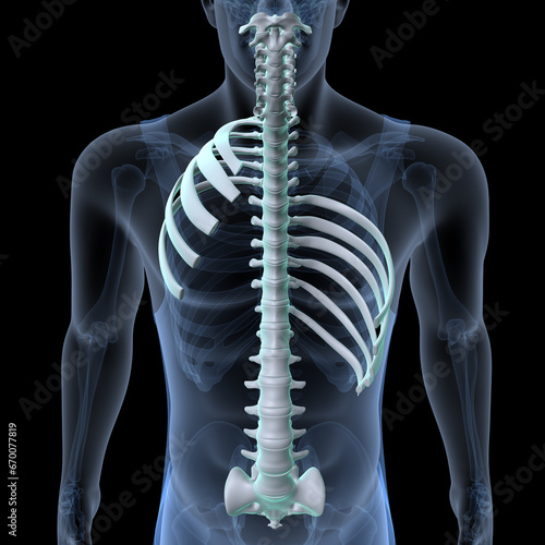 human skeleton scapula,ribs,sternum and manubrium anatomy. 3d illustration