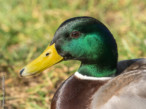  A wild male Mallard duck in the winter sunshine, contemplating his next meal.  The sun glints off his striking green plumage and glossy brown breast feathers.