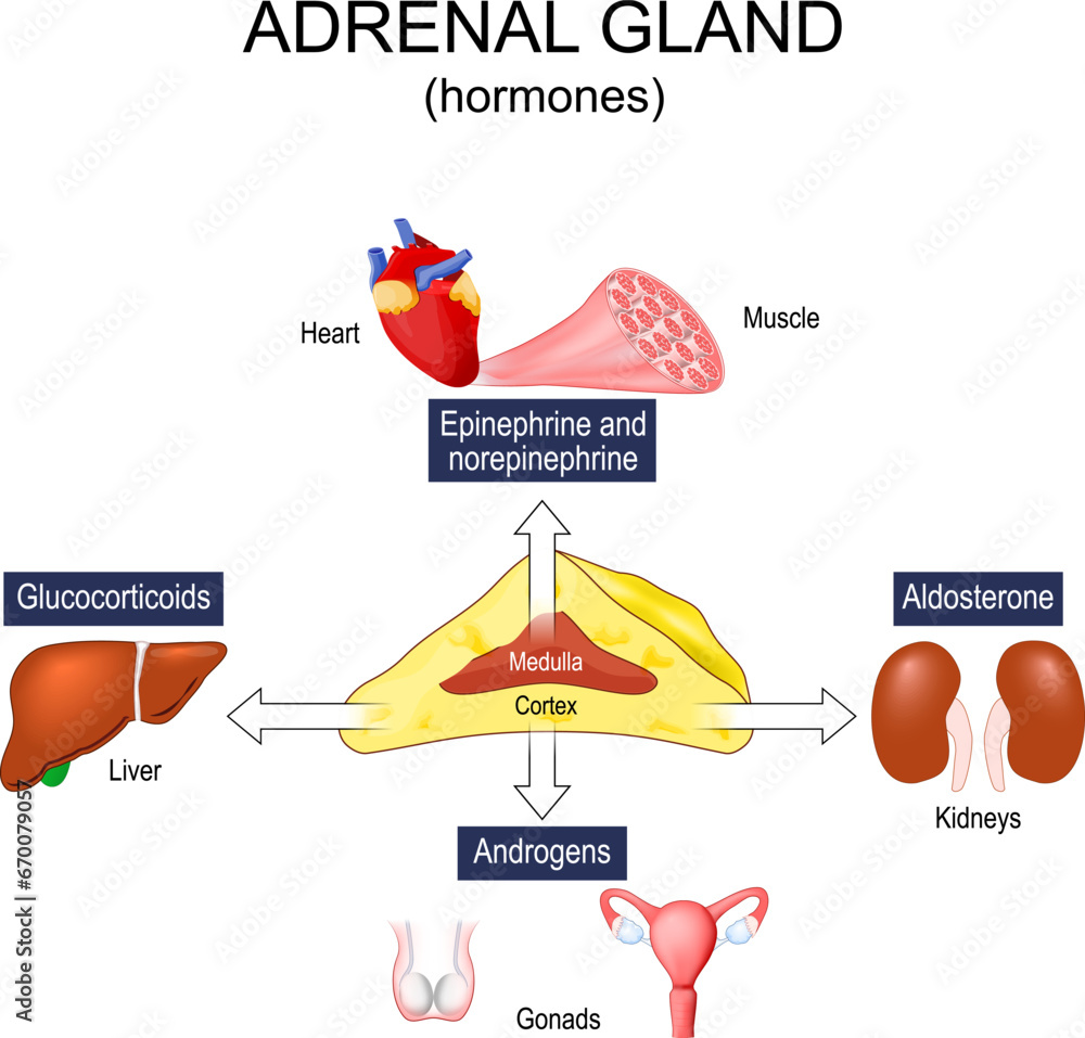 Adrenal gland hormones Stock Vector | Adobe Stock