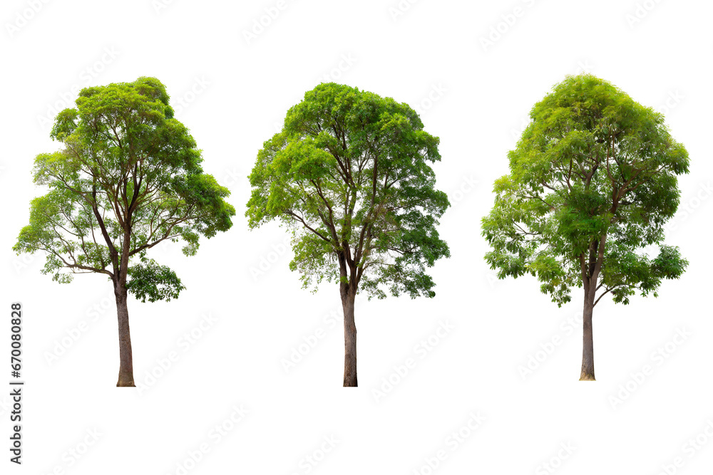 Obraz premium Green tree isolated on white background for design work