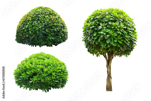 bush tree isolated on white background, for design work