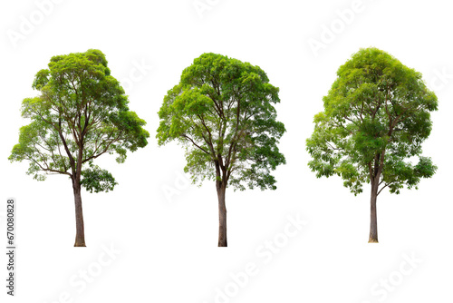 Green tree isolated on white background for design work