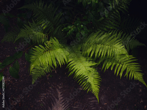 Beautiful ferns leaves green foliage. Close up of beautiful growing ferns in forest or park. Rainforest jungle landscape. Green plants nature wallpaper. Organic nature background.