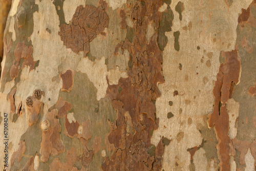 dry tree bark texture and b...