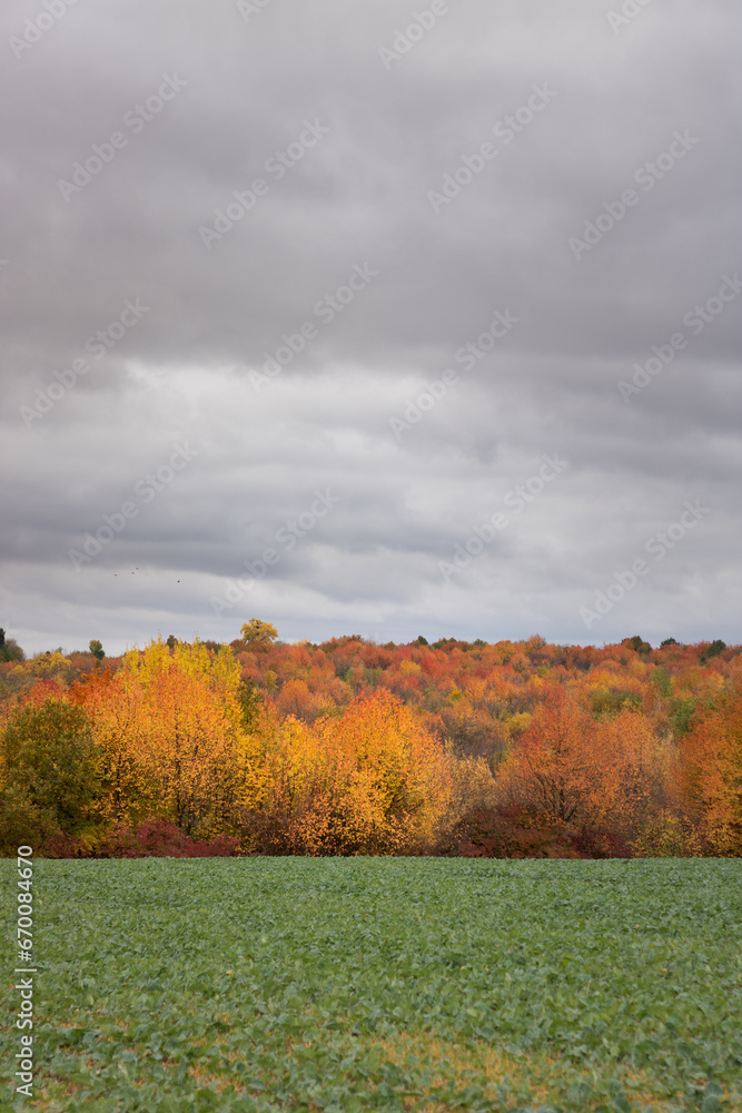 autumn landscape with lake and trees. autumn landscape of fields and trees