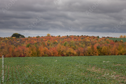 autumn landscape with a field of flowers. autumn landscape of fields and trees