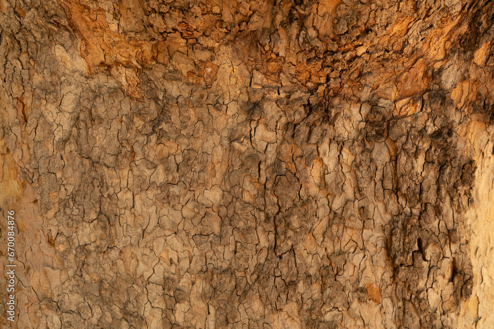 tree bark background tree bark background