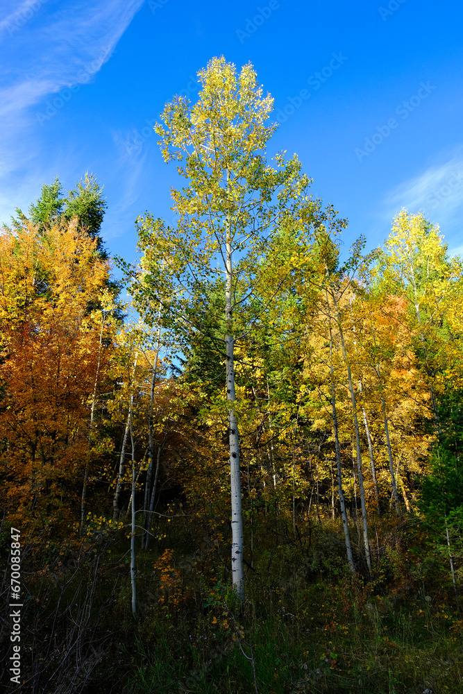 Fall Trees Pine Forest Lush Green Autumn Colors on Mountainside Mountains
