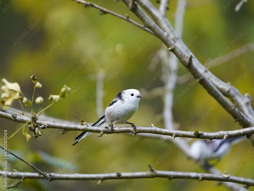 The long-tailed tit (Aegithalos caudatus), also named long-tailed bushtit, is a common bird found throughout Europe and the Palearctic. Aegithalidae family. Hanover, Germany. The long-tailed tit (Aegithalos caudatus), also named long-tailed bushtit, is a common bird found throughout Europe and the Palearctic. Aegithalidae family. Hanover, Germany.