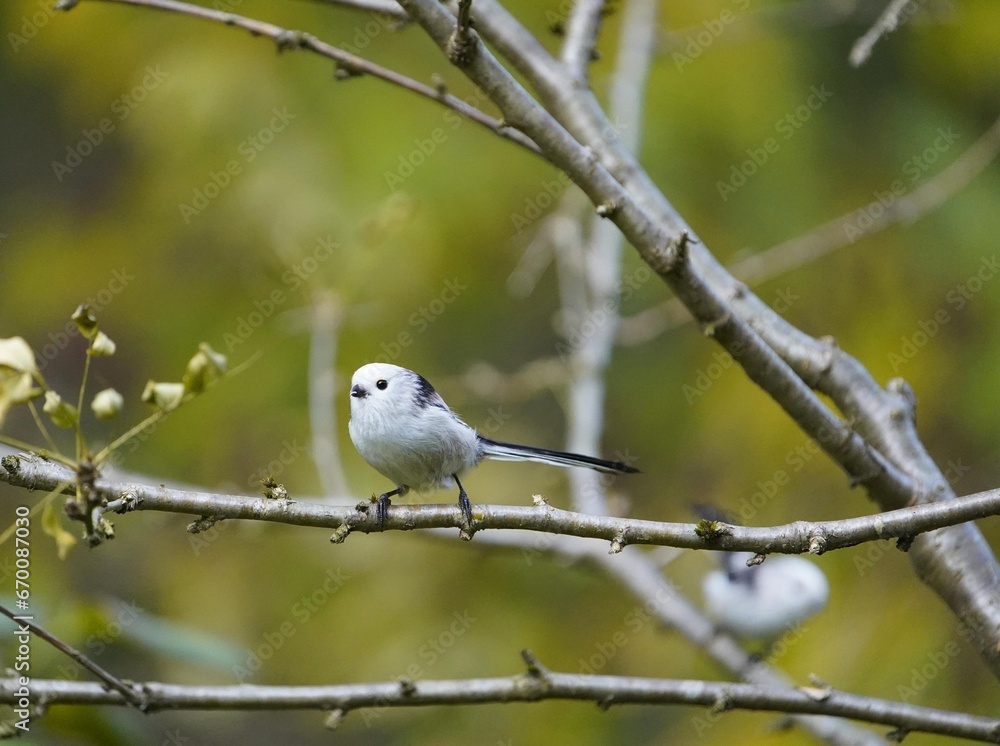 The long-tailed tit (Aegithalos caudatus), also named long-tailed bushtit, is a common bird found throughout Europe and the Palearctic. Aegithalidae family. Hanover, Germany. The long-tailed tit (Aegithalos caudatus), also named long-tailed bushtit, is a common bird found throughout Europe and the Palearctic. Aegithalidae family. Hanover, Germany.