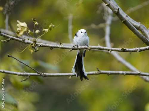 The long-tailed tit (Aegithalos caudatus), also named long-tailed bushtit, is a common bird found throughout Europe and the Palearctic. Aegithalidae family. Hanover, Germany.