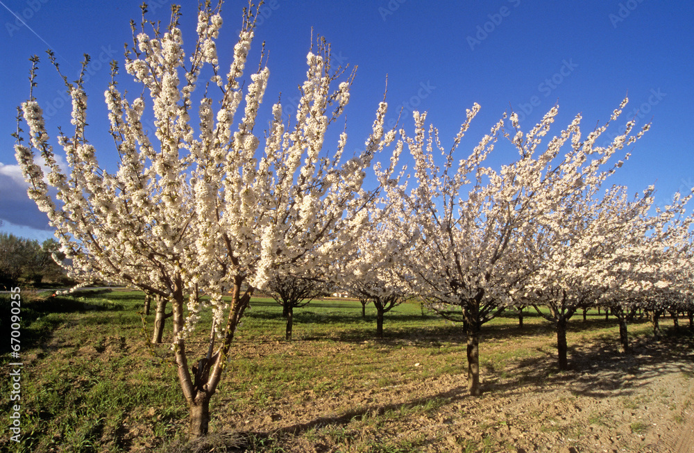 Prunus cerasus, Cerisier, Luberon, 84, Vaucluse, France Prunus cerasus, Cerisier, Luberon, 84, Vaucluse, France