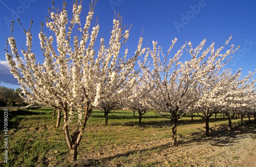 Prunus cerasus, Cerisier, Luberon, 84, Vaucluse, France