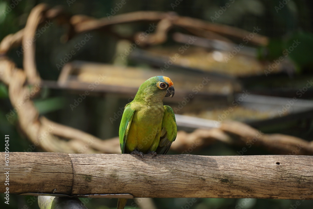 Obraz premium lovebirds
