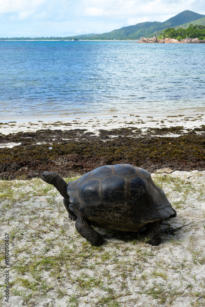 Tortue géante des Seychelles, Aldabrachelys gigantea, réserve naturelle
