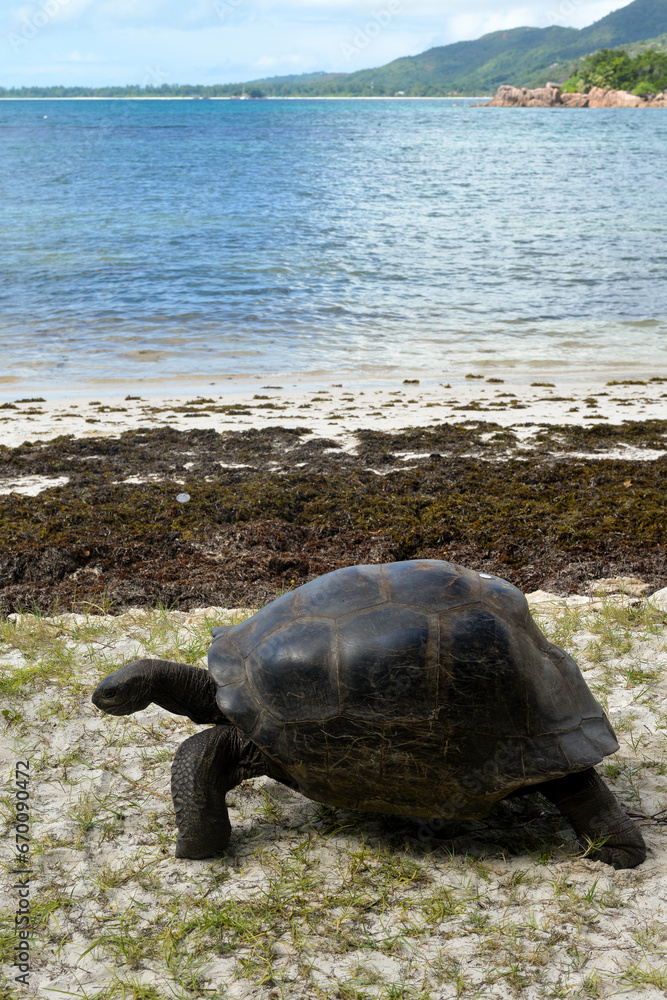 Tortue géante des Seychelles, Aldabrachelys gigantea, réserve naturelle ...