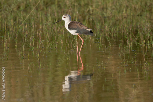 Black-winged stilt - Himantopus himantopus wading in the water at green background. Photo from Ranthambore National Park, Rajasthan, India.
