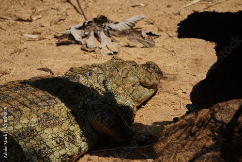 crocodile 
