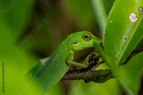 Green-crested Lizard on a branch