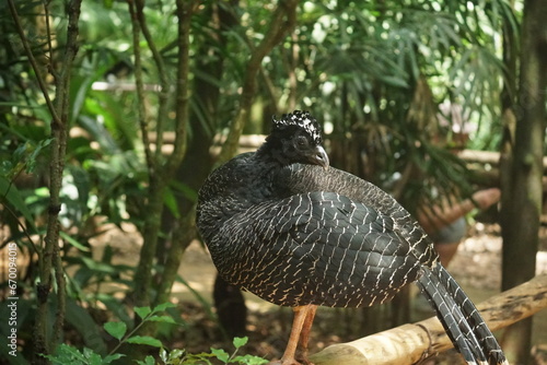 wonderful bird