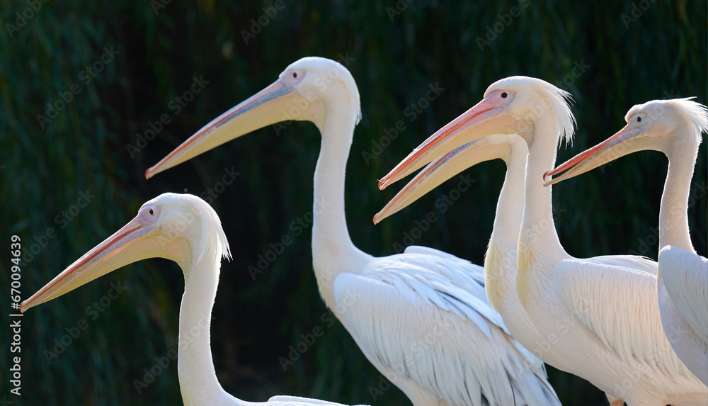 A flock of white pelicans on a pond on an autumn day A flock of white pelicans on a pond on an autumn day