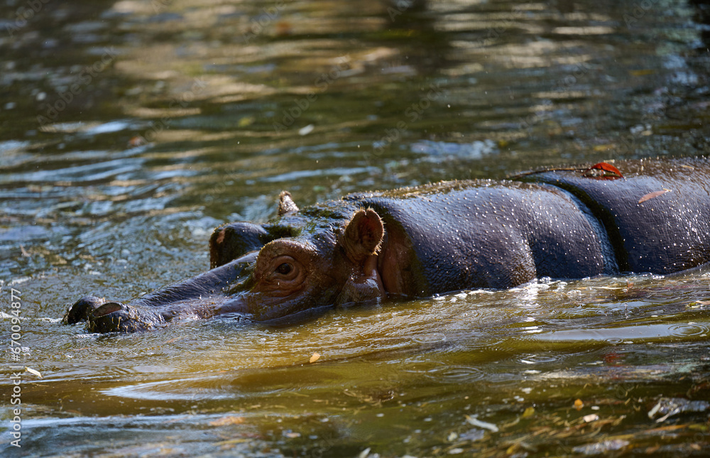 Fototapeta premium An adult hippopotamus swims in a pond on an autumn day