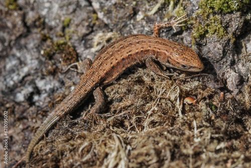 The viviparous lizard Zootoca vivipara is a species of lizard from the lizard family Lacertidae. It is the only representative of the genus Zootoca photo